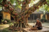 Mệnh nào hợp cây Sung nhất?