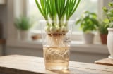 Mẹo trồng hành lá thủy sinh ăn cả năm không hết