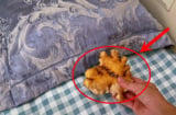 Tại sao bạn nên để một củ gừng dưới gối?