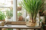 Cách trồng sả thủy sinh dùng cả năm không hết