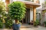 Mệnh nào hợp cây hạnh phúc nhất?