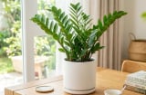 Mệnh nào kỵ trồng cây kim tiền?