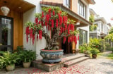 Mệnh nào trồng lộc vừng tốt nhất?