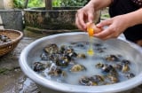 Cách ngâm ốc nhả hết cát bẩn, thịt béo múp