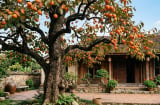 Có nên trồng cây hồng trước nhà không?