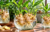 Mẹo trồng gừng thủy sinh: Chỉ cần làm đúng 5 bước, củ gừng lên mầm xanh tốt, đẻ nhánh đẹp mắt