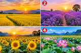 Chọn 1 cánh đồng khiến bạn thấy thích thú