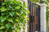 Tại sao không nên trồng cây trầu bà ngoài cổng nhà? 4 lý do nhiều người bỏ qua
