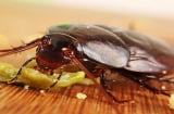 10 cách đuổi gián vĩnh viễn khỏi nhà, rẻ tiền lại hiệu quả