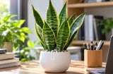 4 tuổi con giáp thích hợp trồng cây lưỡi hổ phong thủy ở bàn làm việc
