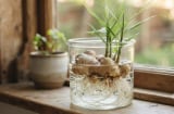 Cách trồng gừng thủy sinh đuồi cả đàn muỗi
