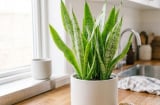 Cảnh báo quan trọng với những nhà đang trồng cây lưỡi hổ