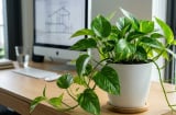 Mệnh nào kỵ trồng cây trầu bà?