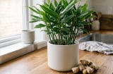 Trong nhà nên cho 1 chậu gừng: 4 lợi ích nhiều người chưa biết