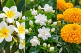 3 loại hoa đẹp nhưng rất ít khi được dâng cúng: Hoa đại, hoa nhài, cúc vạn thọ