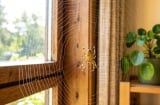 Cách đuổi nhện ra khỏi nhà vĩnh viễn: Chỉ cần 3 nguyên liệu quen thuộc