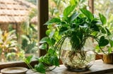Cách trồng trầu bà thủy sinh tươi xanh quanh năm