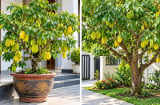 Trồng cây khế phong thủy trước nhà: Nên trồng trong chậu hay xuống đất để vừa đẹp vừa dễ chăm?