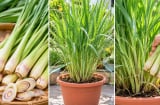 Cách trồng sả trong chậu nhanh thành bụi to, có sả dùng quanh năm: Chỉ cần nhớ 5 bước này