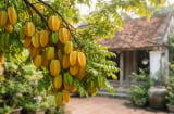 Những ai không nên trồng cây khế?