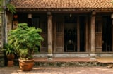 Những người nên trồng cây đinh lăng quanh nhà