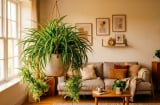 Cách chăm sóc cây dây nhện (cỏ lan chi) tươi xanh quanh năm