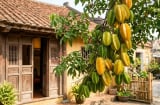 Người mệnh nào kỵ cây Khế nhất?