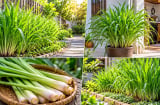 Trồng bụi sả nên đặt ở vị trí này: Cây nhanh tốt, dễ thu hái, tận dụng tối đa công dụng