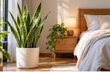 Trồng cây lưỡi hổ trong phòng ngủ có tốt không? 5 lưu ý nhiều người bỏ qua