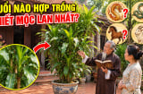 Tuổi nào hợp trồng Thiết Mộc Lan nhất?