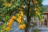 Vì sao nên trồng một cây khế trong nhà?