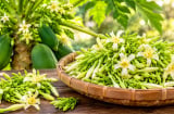 5 nhóm người nên cẩn trọng khi dùng hoa đu đủ đực
