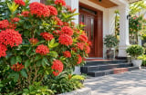 Có nên trồng cây mẫu đơn ta trước nhà? 5 điều cần biết trước khi trồng