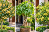 3 cây cảnh được cho là hợp cả 5 mệnh, trồng trước nhà vừa đẹp vừa tăng sinh khí, hút tài lộc