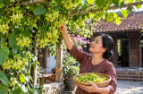 3 vị trí trồng hoa thiên lý gia chủ hưởng Lộc bền