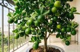 Mệnh nào kỵ trồng cây chanh?
