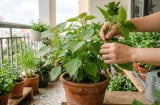 Trồng tía tô tại nhà để ăn, nhớ 4 điều này để cây xanh tốt, hái được lâu