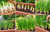 Cách trồng hành lá trong chậu từ gốc hành: 5 mẹo giúp hành xanh tốt, cắt ăn nhiều lần