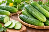 Dưa chuột bị đắng có độc không? 4 điều cần biết trước khi ăn