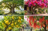 Hãy chọn 1 loài cây mà bạn thích nhất