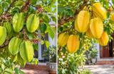Trồng cây khế chua hay khế ngọt trước nhà mang ý nghĩa phong thủy tốt hơn?
