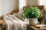 Vì sao nên đặt 1 bình rau húng ở trong phòng ngủ?