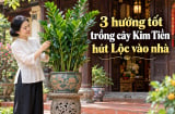 3 hướng tốt trồng cây Kim Tiền hút Lộc vào nhà