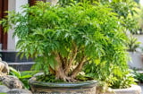 3 tuổi con giáp trồng cây đinh lăng phong thủy được cho là vượng khí vượng lộc