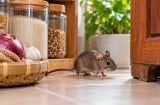 7 mẹo đuổi chuột khỏi nhà hiệu quả, không cần dùng bẫy độc