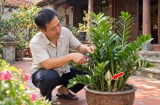 Loại cây hợp cả 5 mệnh, ra hoa là gia chủ có Tiền về