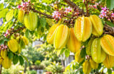 Trồng cây khế, muốn quả ngọt hơn hãy nhớ mẹo này