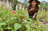 3 loại rau bồi bổ khí huyết cho phụ nữ