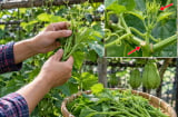 Cách trồng su su ra ngọn tua tủa, mập đều