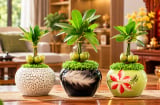 Cây tài lộc nên đặt ở đâu? Có 3 nơi nên tránh mà nhiều người không biết